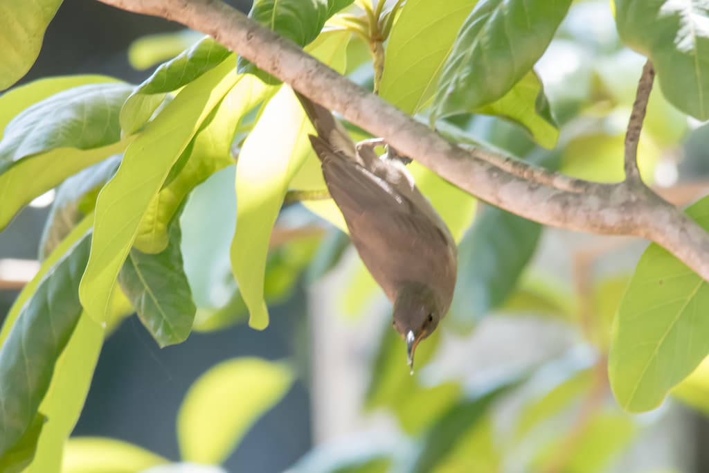Dusky Myzomela