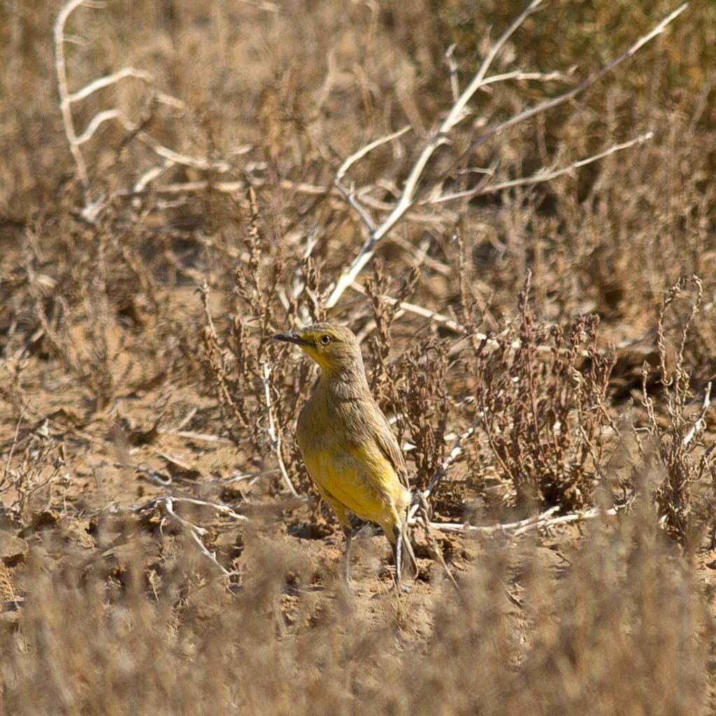 Gibberbird