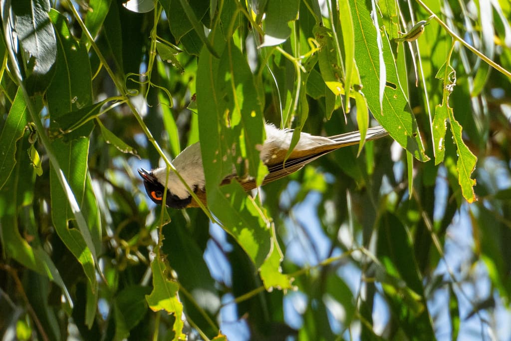 White-naped Honeyeater