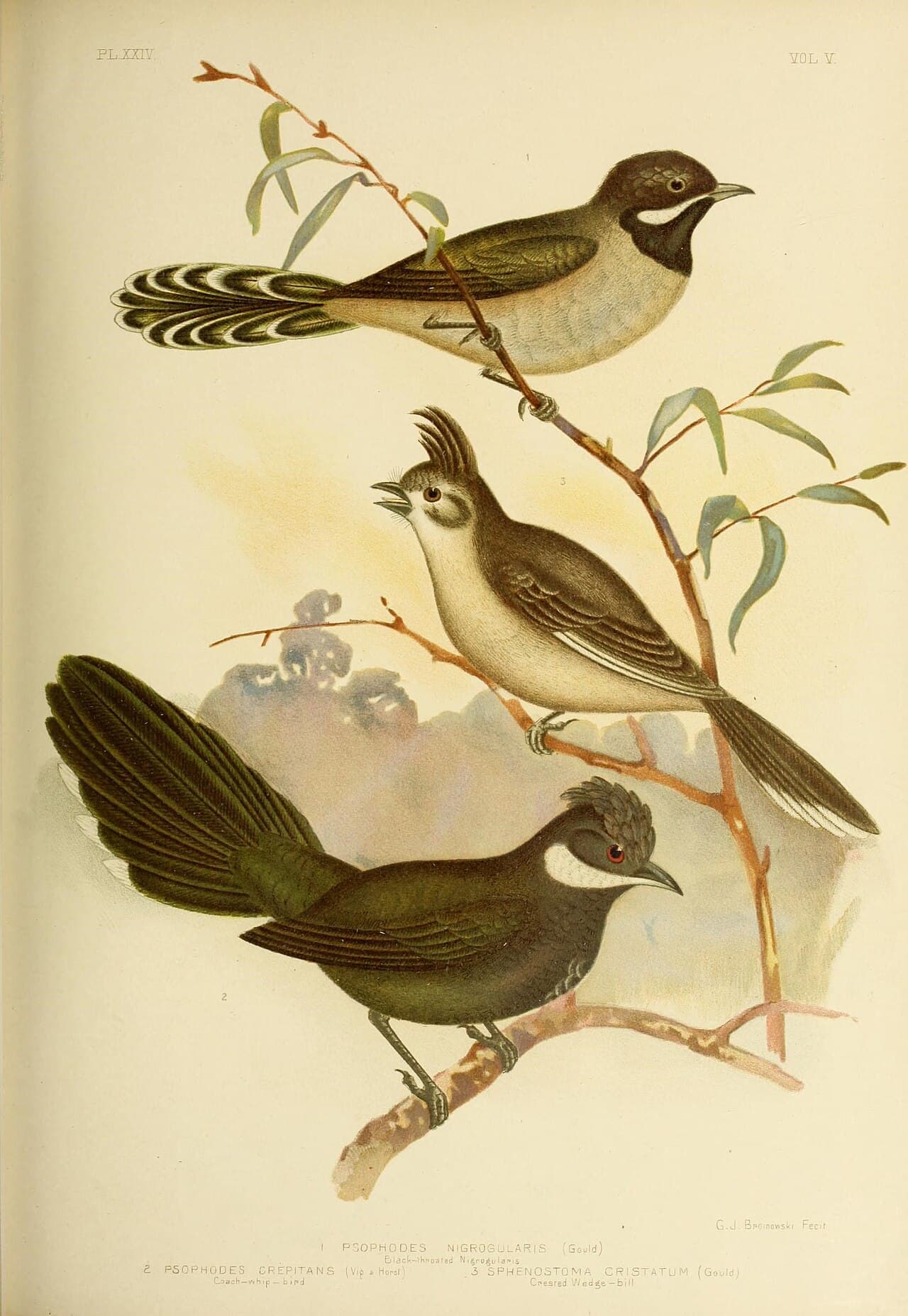 Chirruping Wedgebill