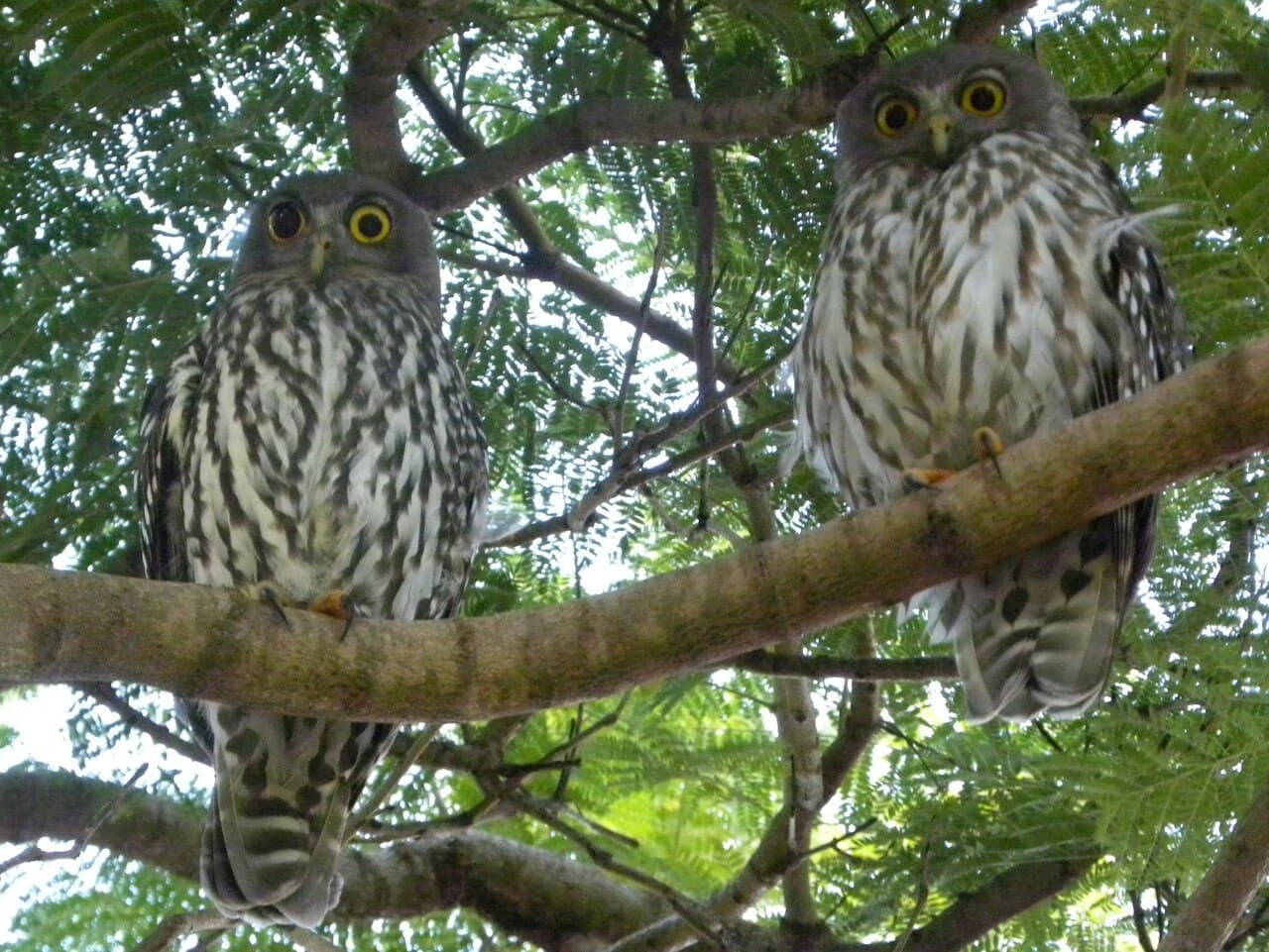 Barking Owl