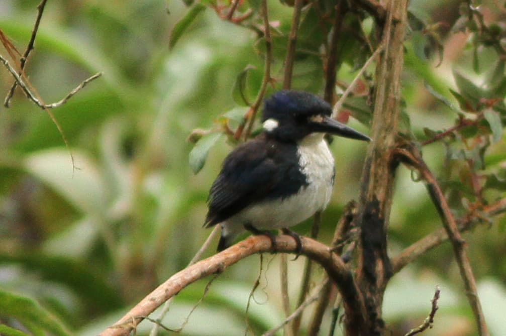 Little Kingfisher