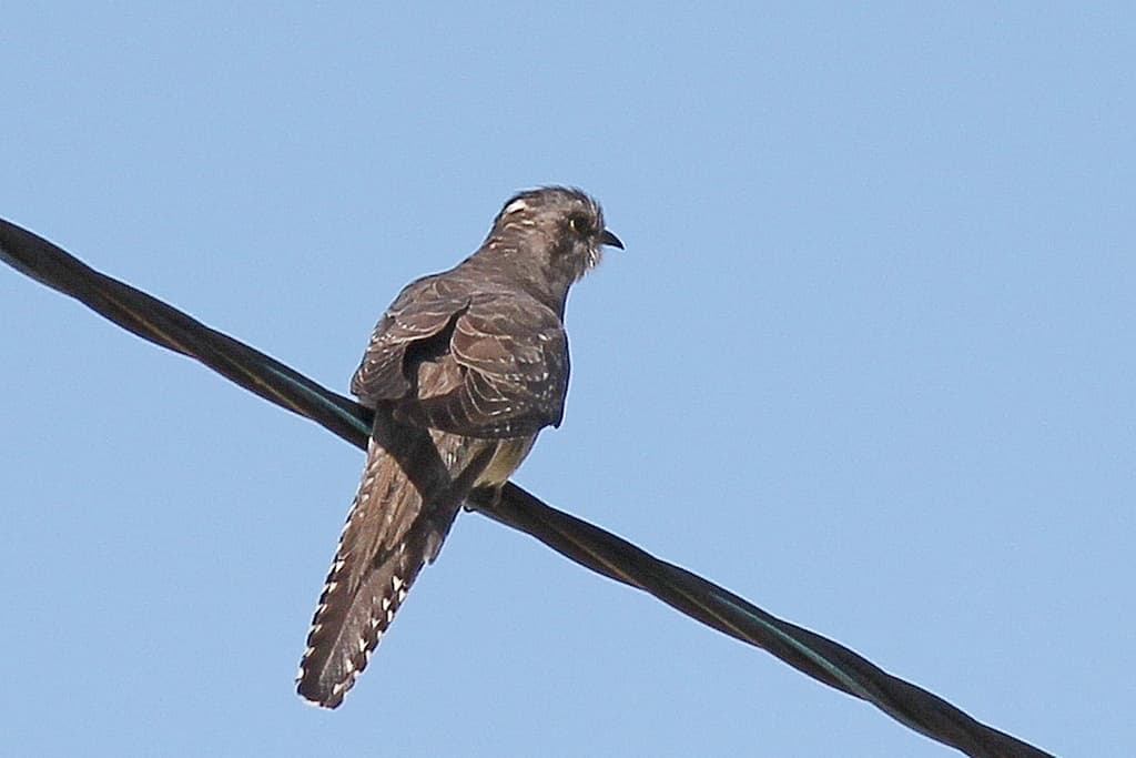 Pallid Cuckoo