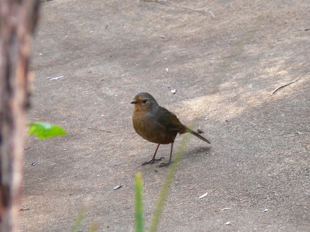 Pilotbird