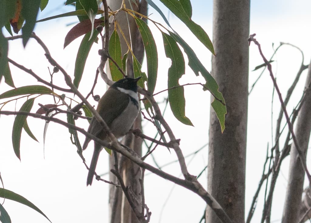 Black-headed Honeyeater