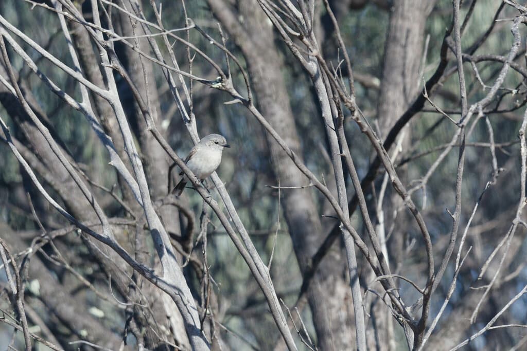 Slaty-backed Thornbill