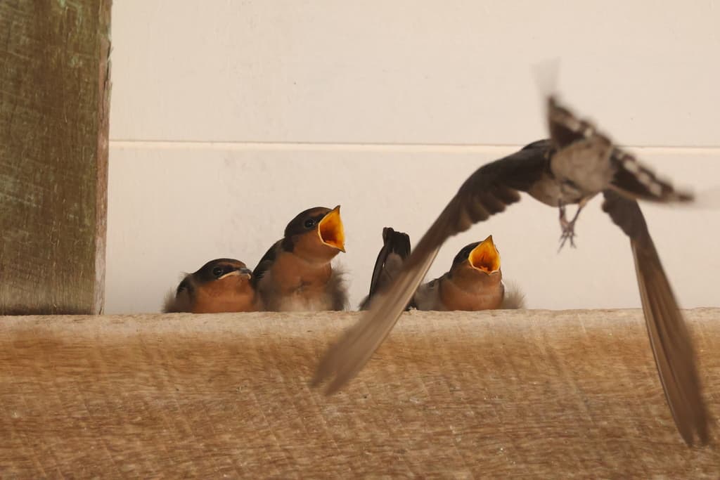 Welcome Swallow