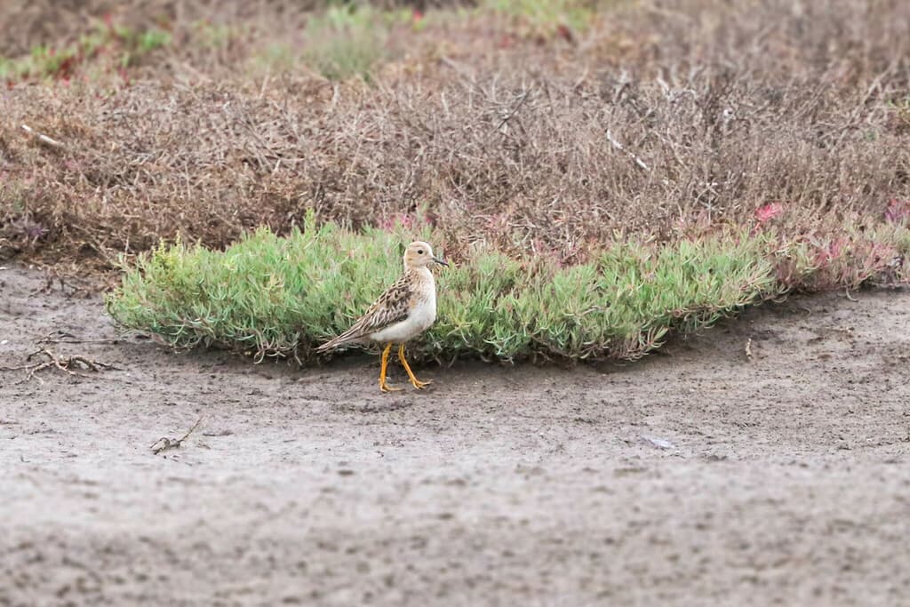 Buff-breasted Sandpiper