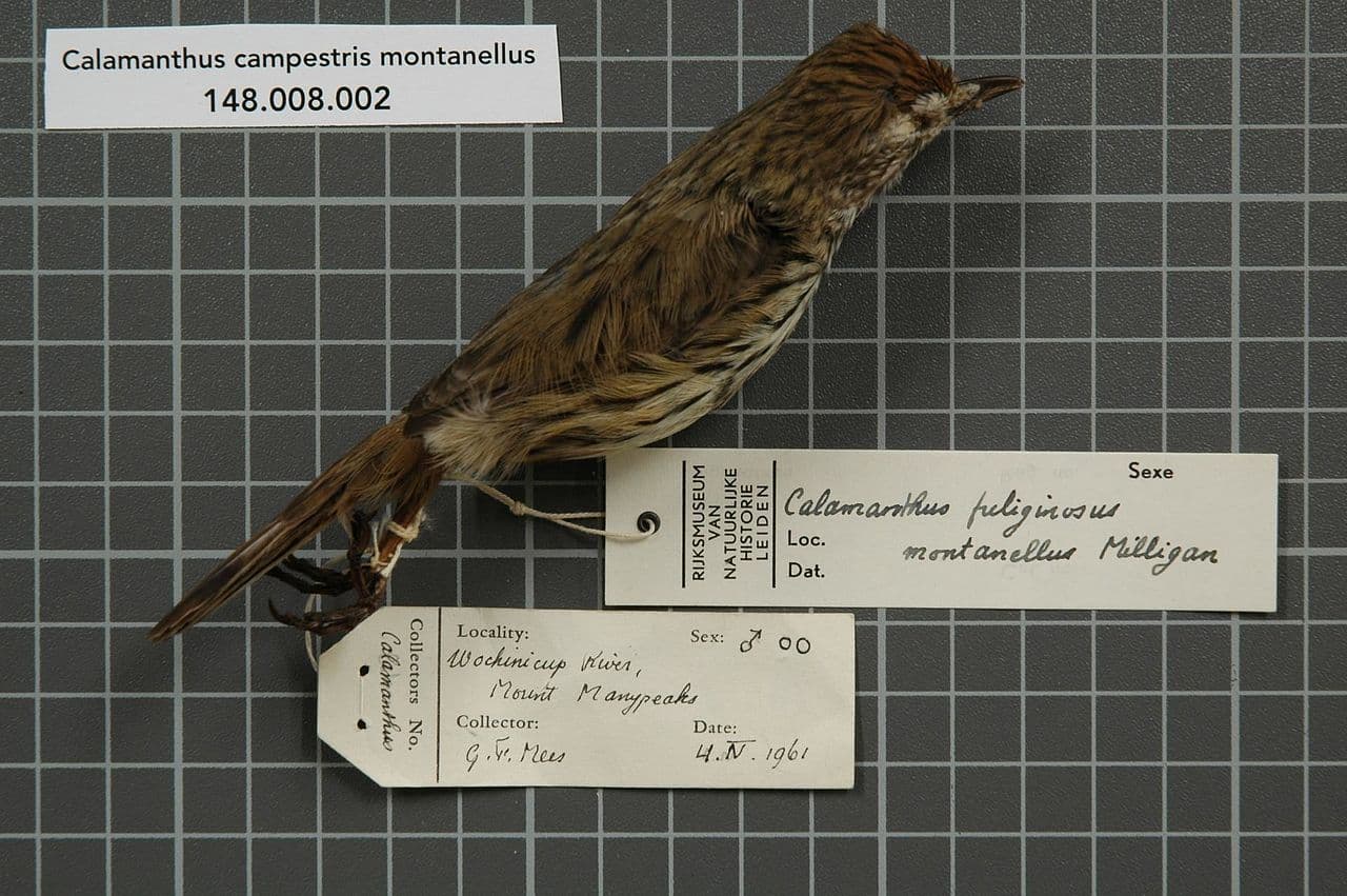 Western Fieldwren