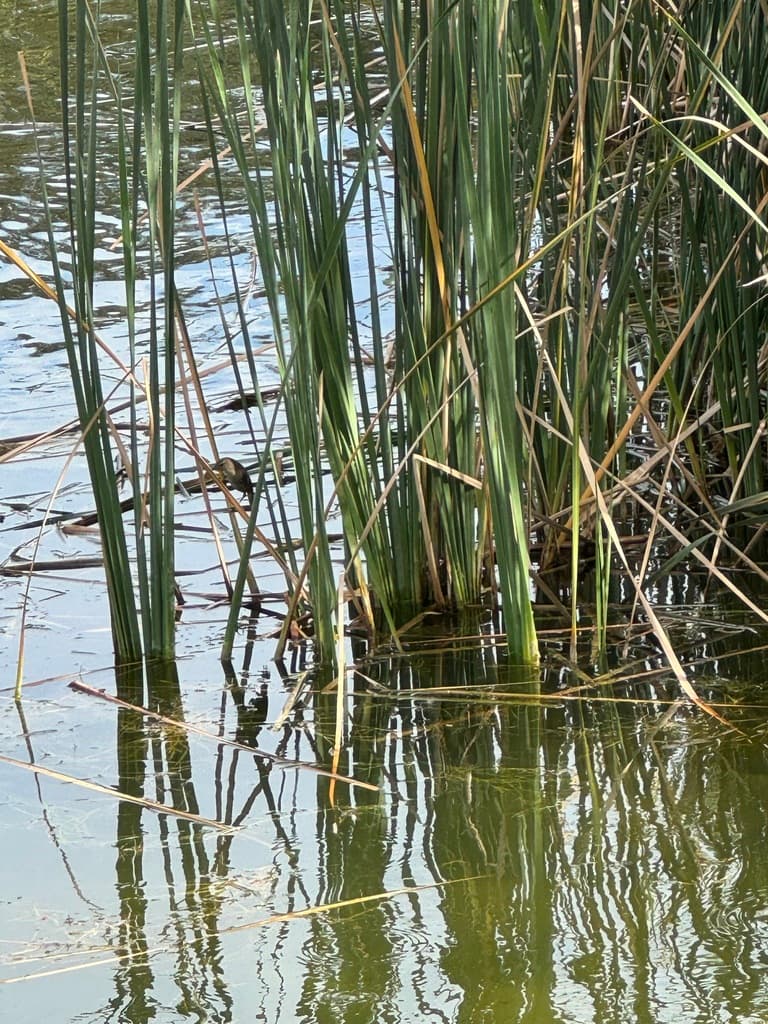 Little Grassbird