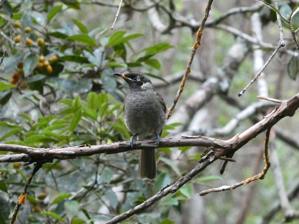 Bridled Honeyeater