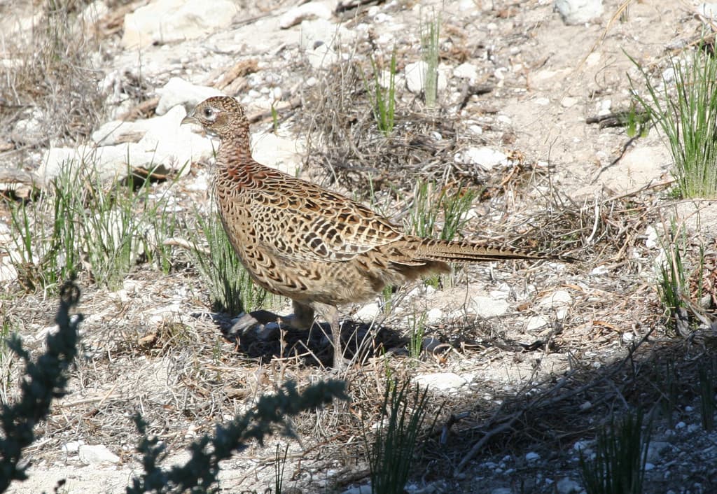 Common Pheasant