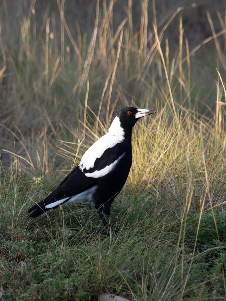 Australian Magpie