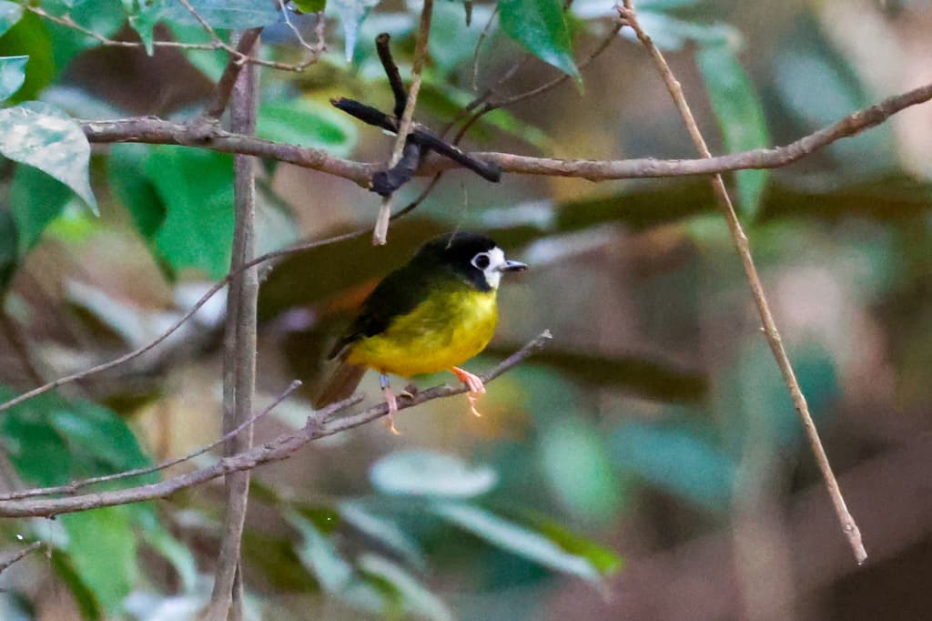 White-faced Robin