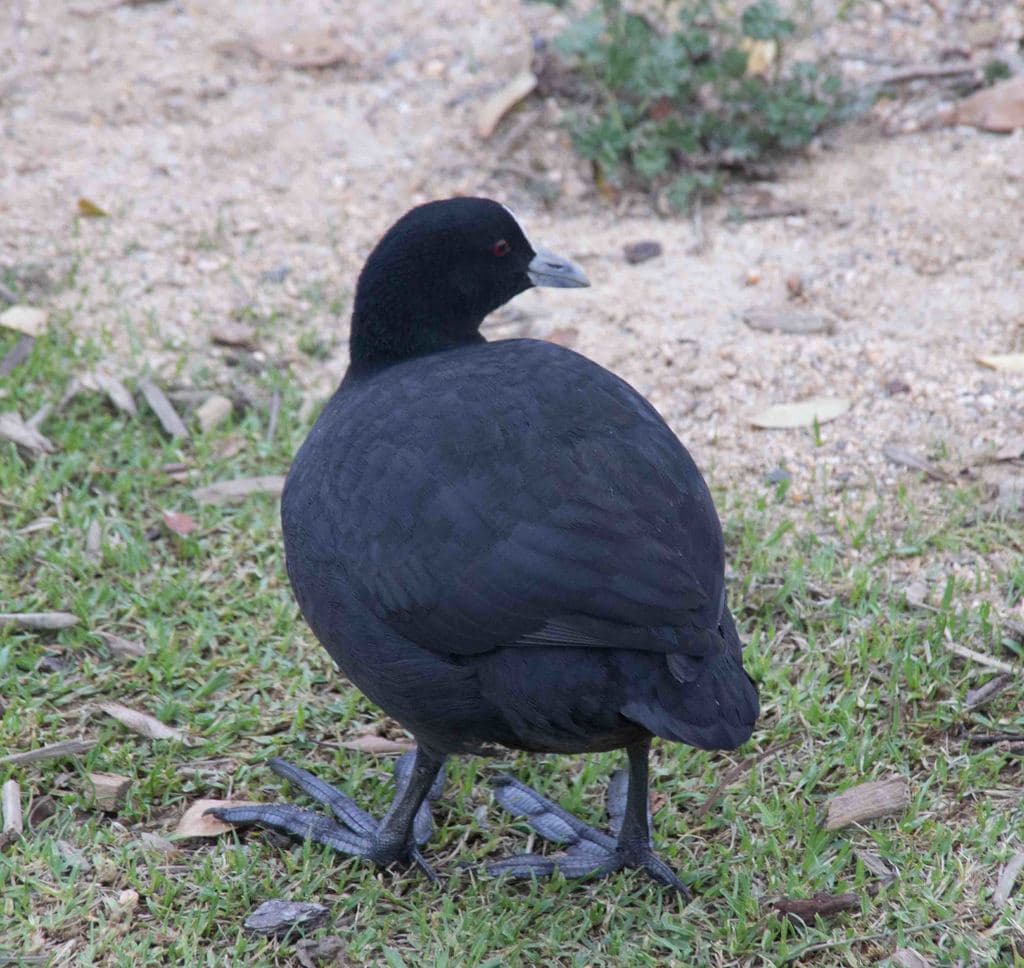 Eurasian Coot