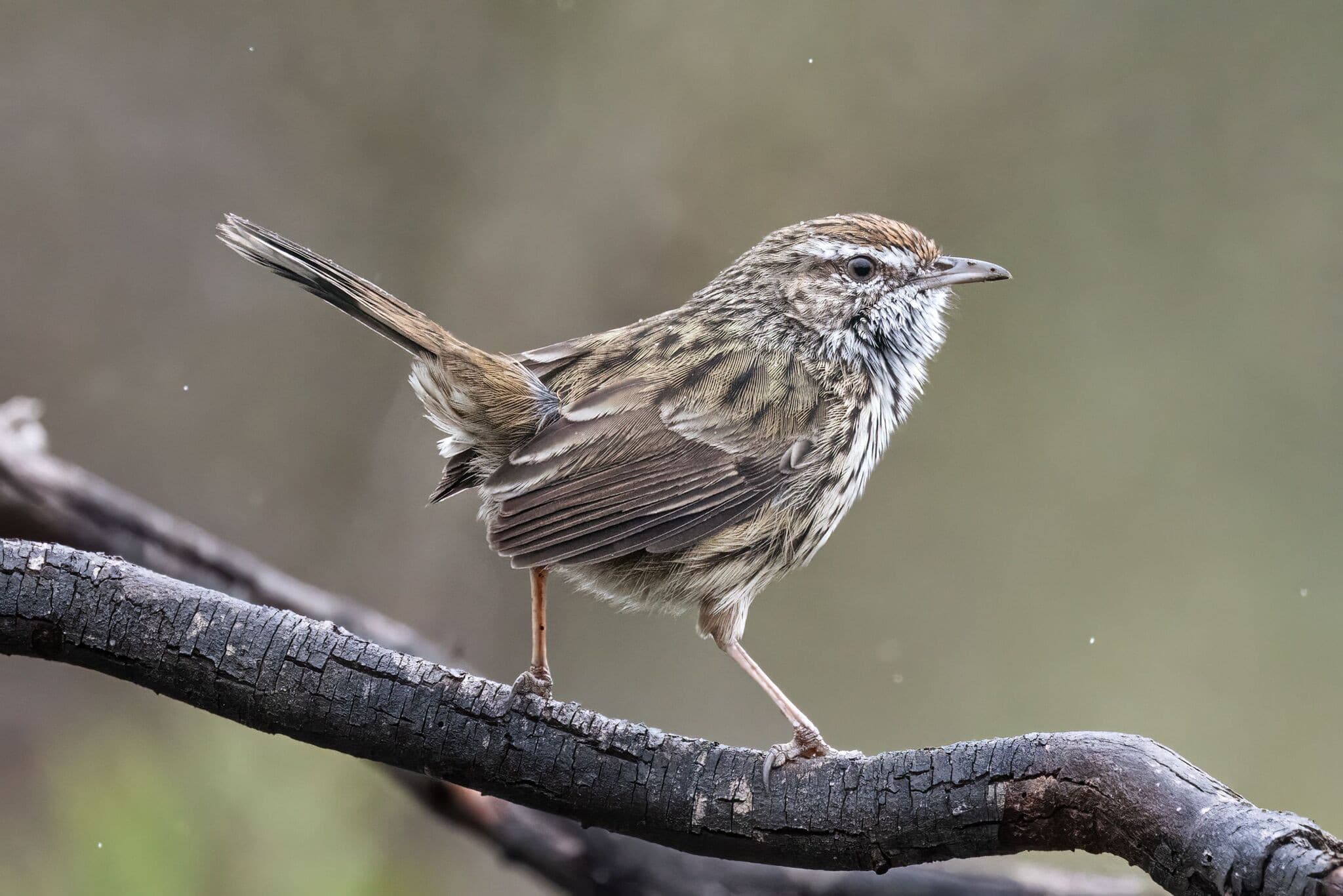 Western Fieldwren