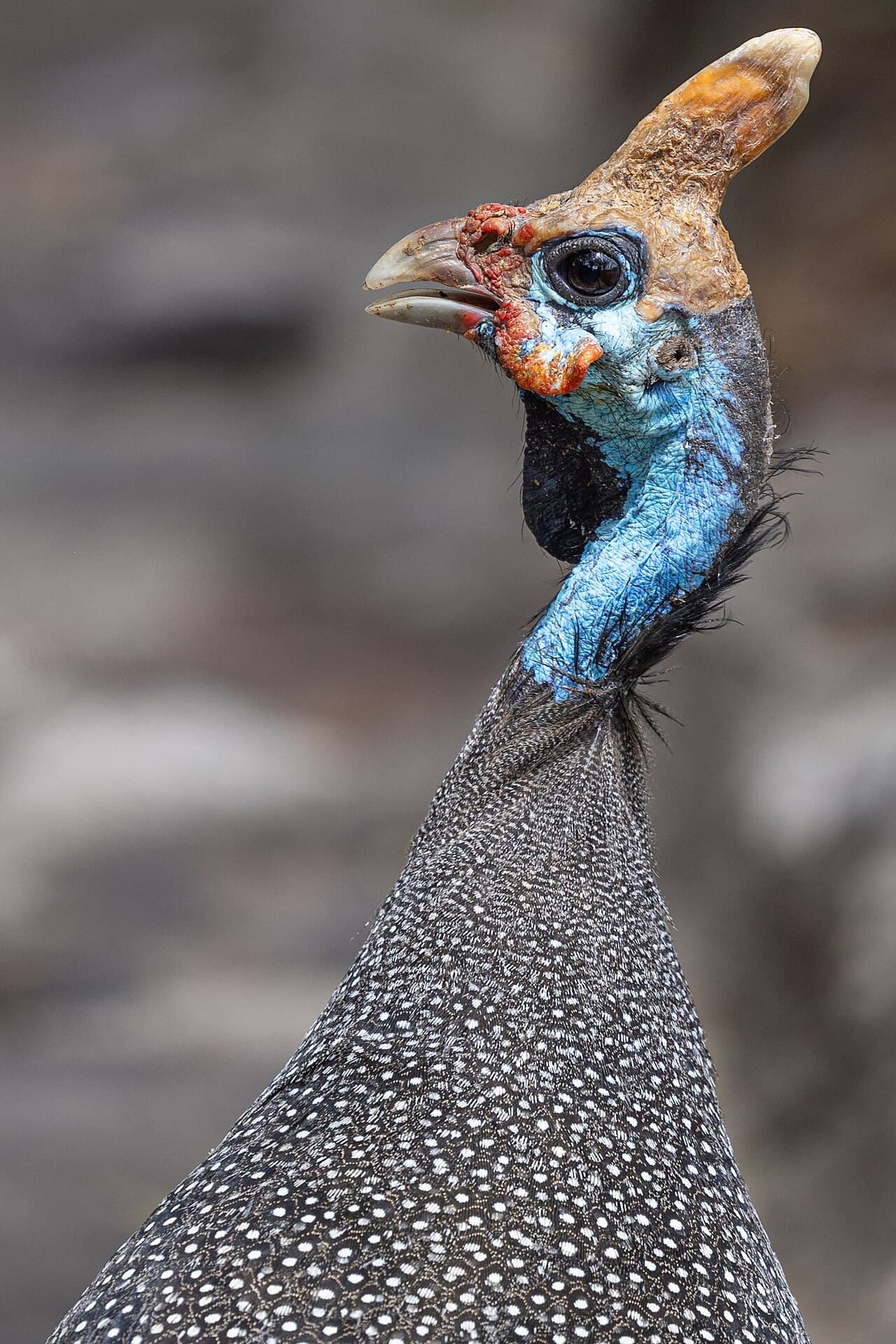 Helmeted Guineafowl