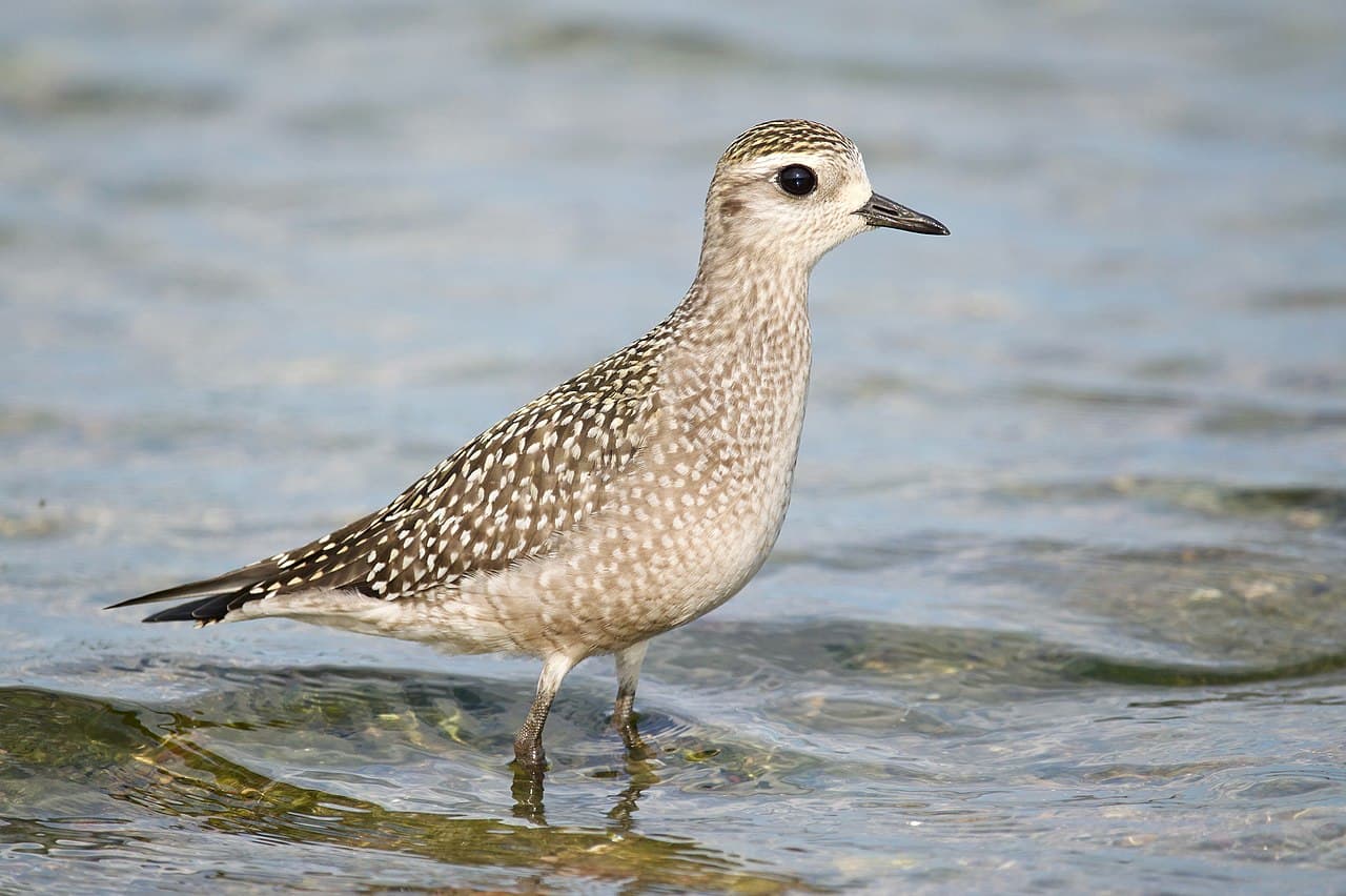 American Golden Plover