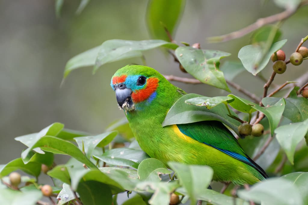 Double-eyed Fig Parrot