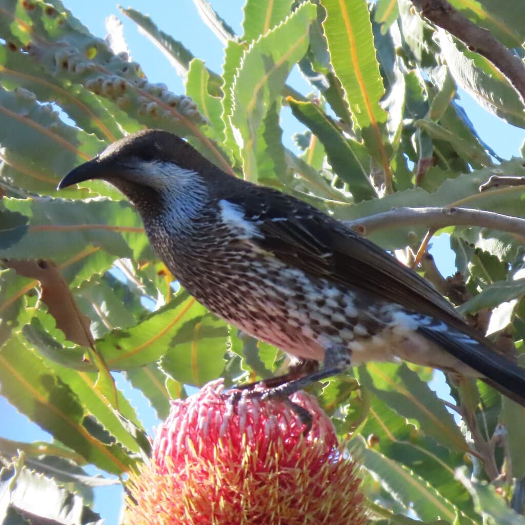 Western Wattlebird