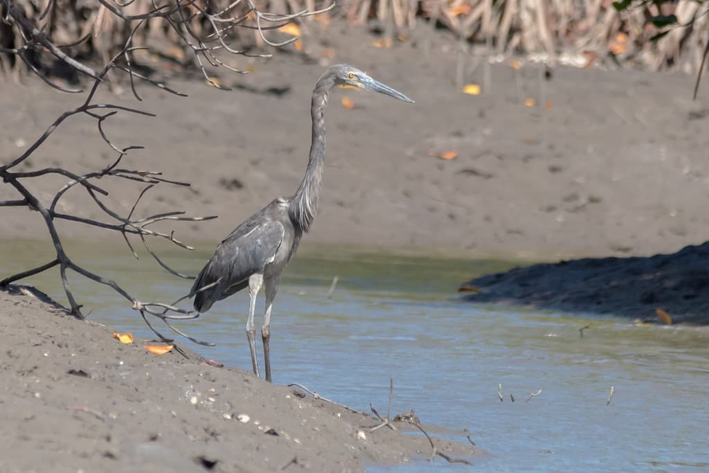 Great-billed Heron