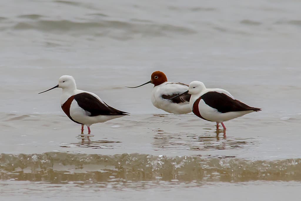 Banded Stilt