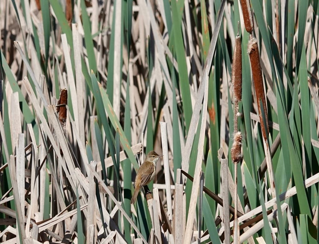 Australian Reed Warbler