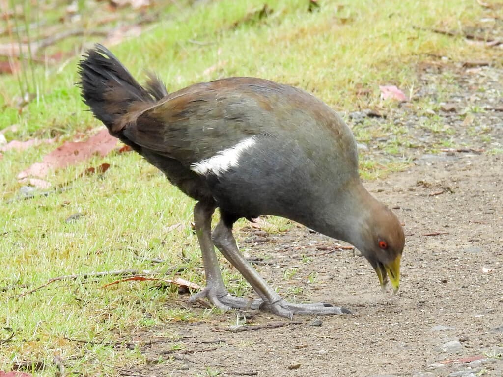 Tasmanian Nativehen