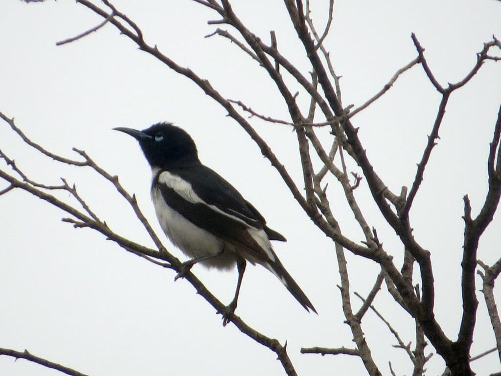 Pied Honeyeater