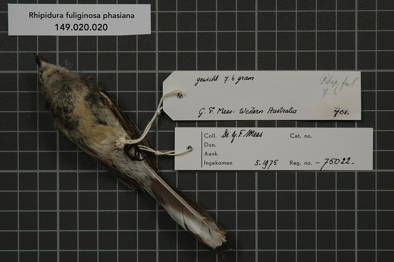 Mangrove Fantail