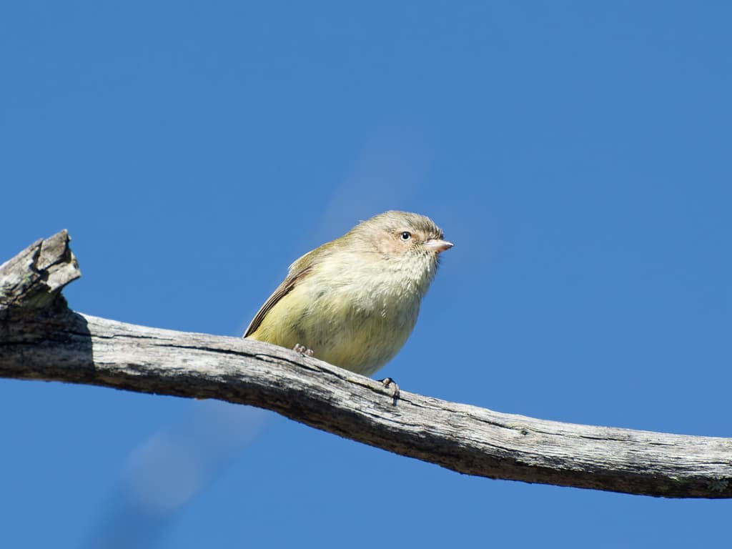 Weebill