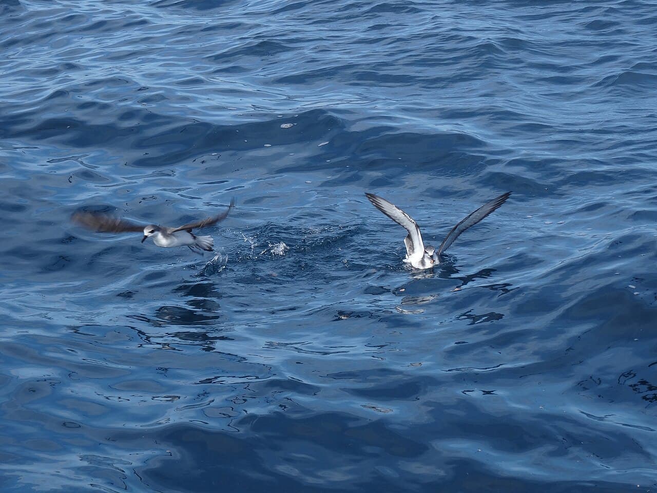 Cook's Petrel