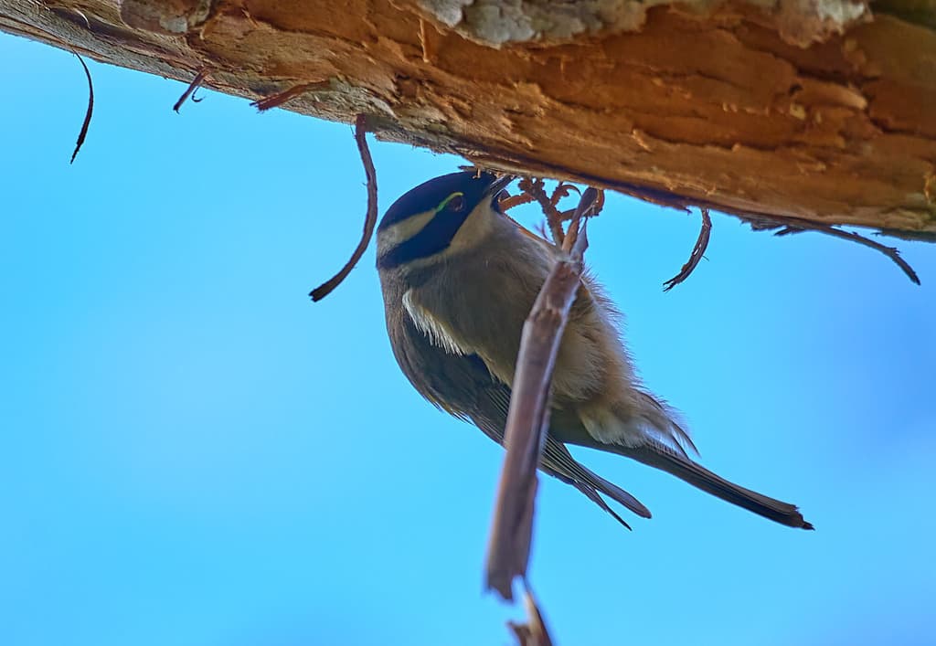 Strong-billed Honeyeater