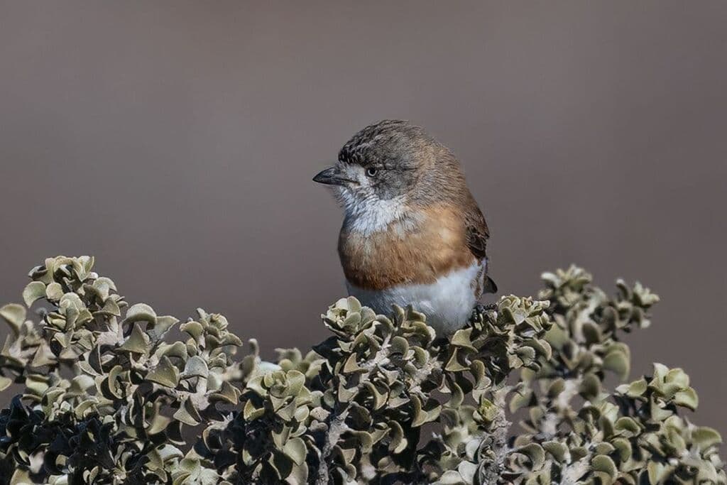 Chestnut-breasted Whiteface