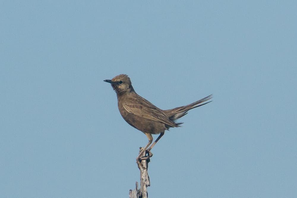 Brown Songlark