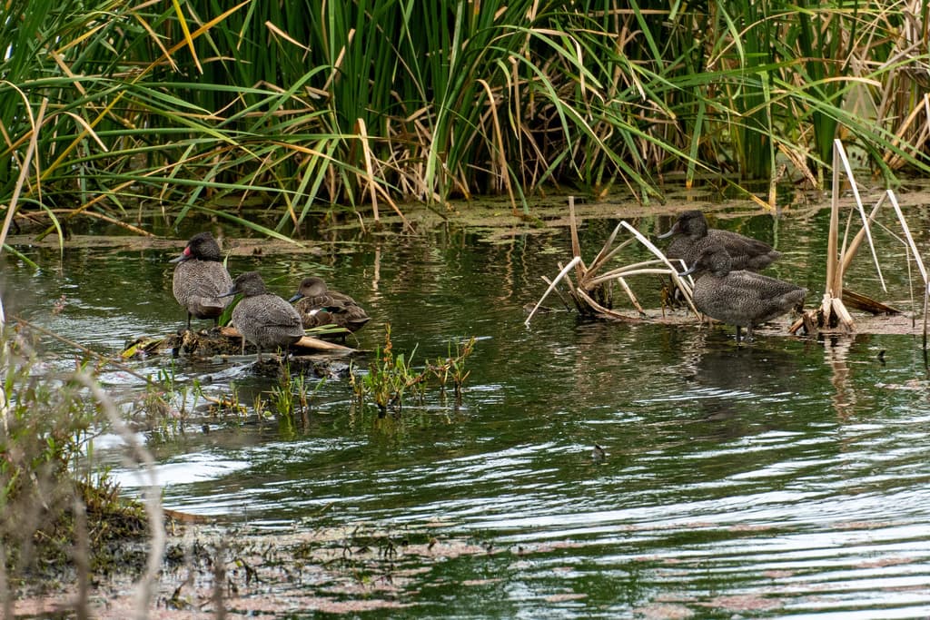Freckled Duck