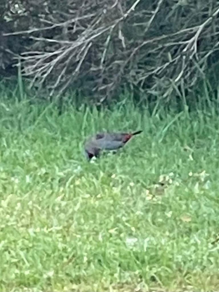 Beautiful Firetail