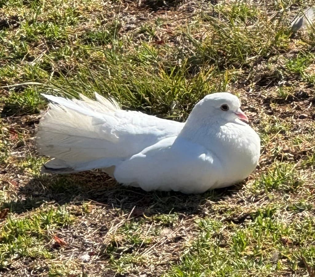 Rock Pigeon