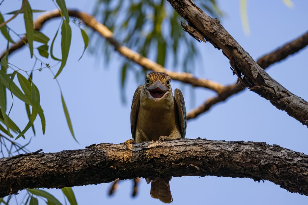 Blue-winged Kookaburra
