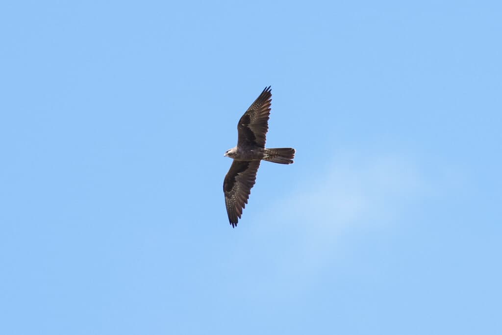 Black Falcon