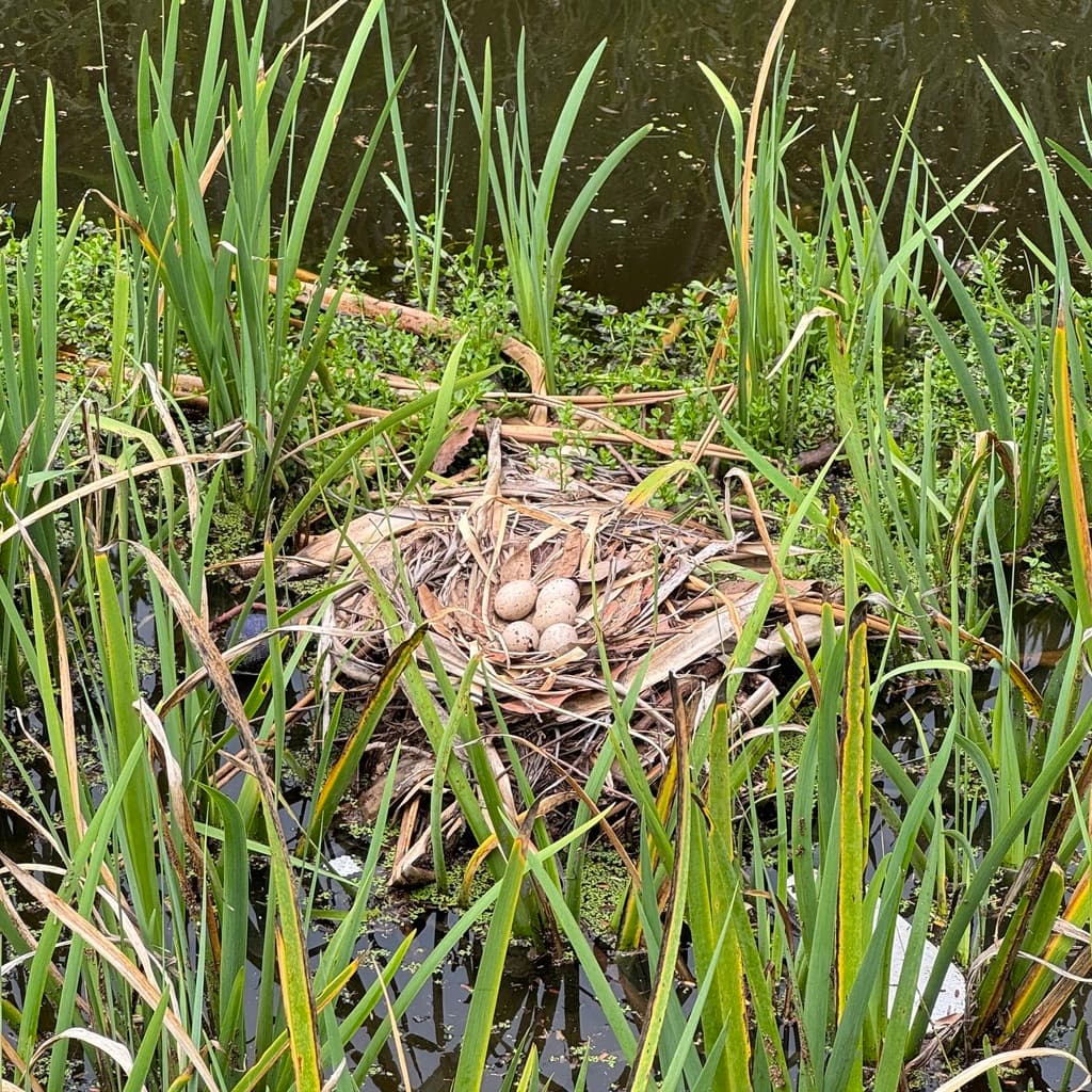 Western Swamphen