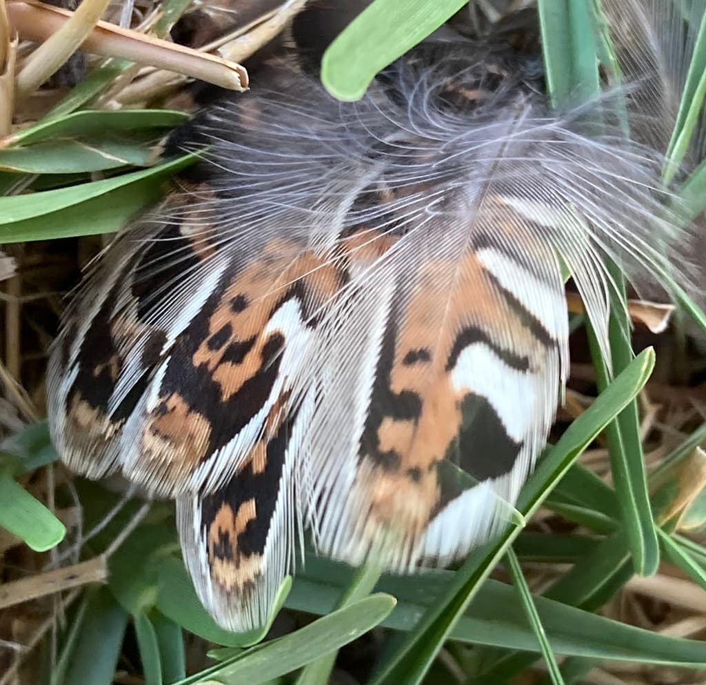 Painted Buttonquail