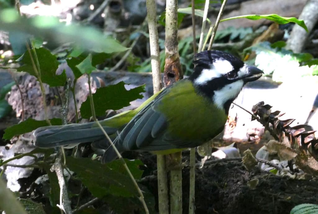 Eastern Shriketit