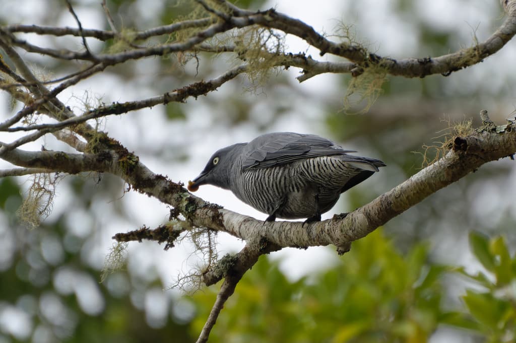 Barred Cuckooshrike