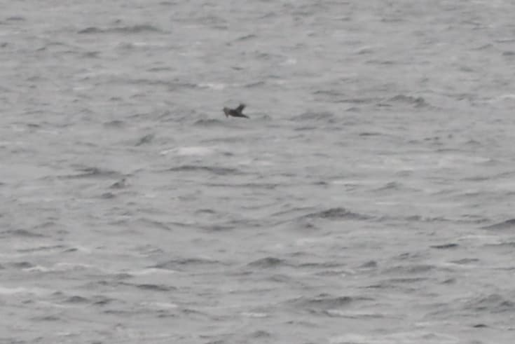 Sooty Shearwater