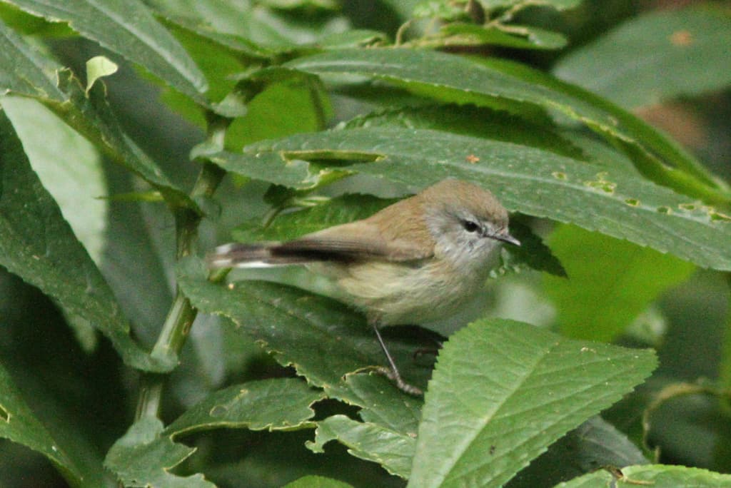 Brown Gerygone