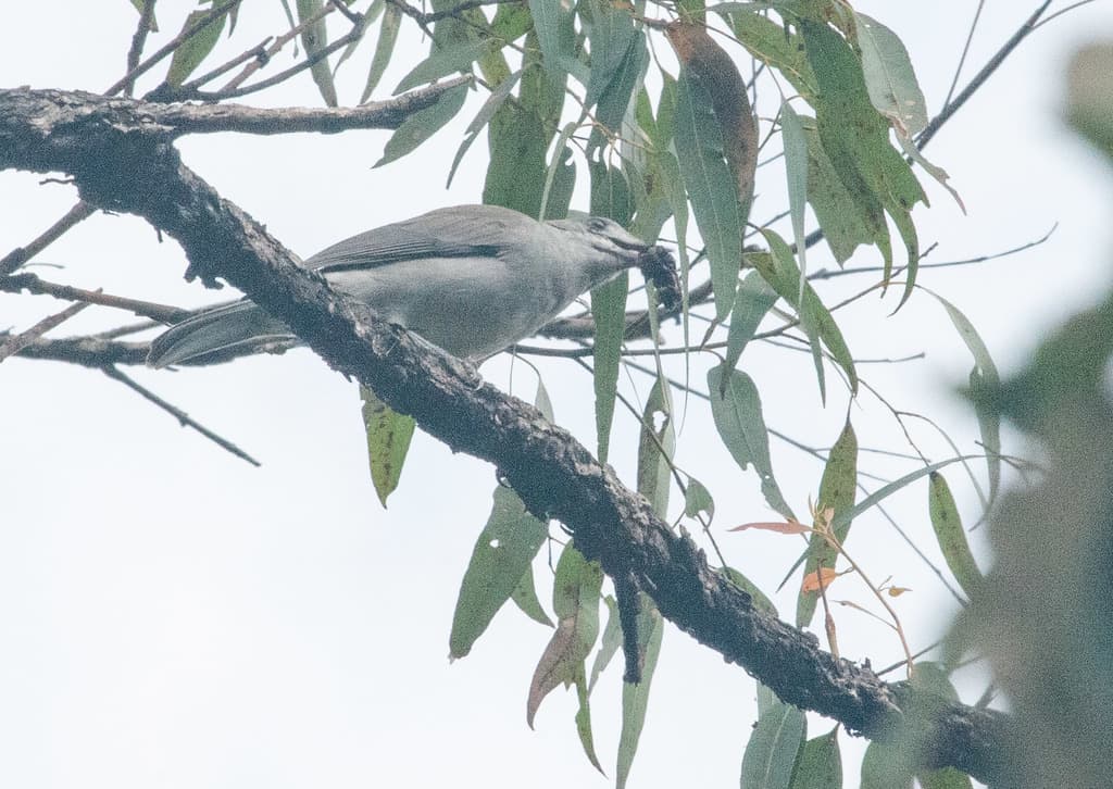 Sahul Cicadabird