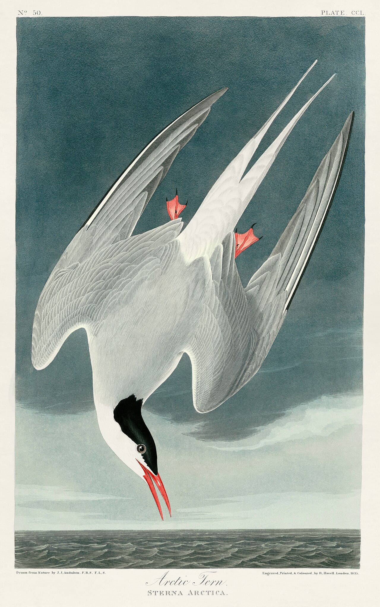 Arctic Tern