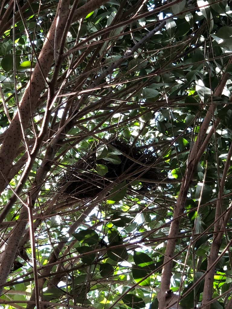 Red-whiskered Bulbul