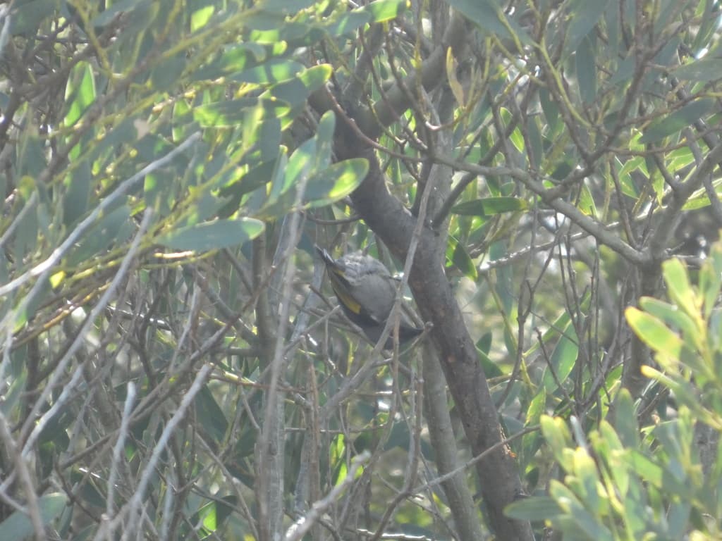 Crescent Honeyeater